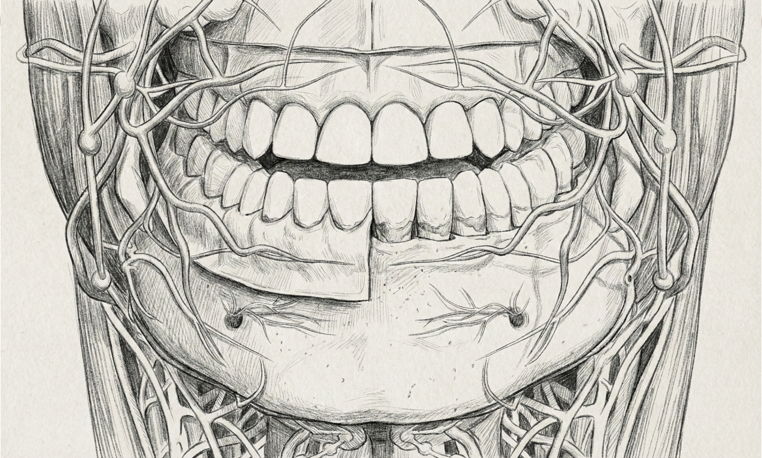 Dental Anatomy Overlap